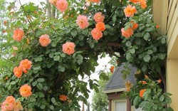 Chiêm ngưỡng những ngôi nhà có cánh cổng hoa hồng đẹp như cổ tích