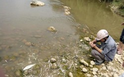 Công bố nguyên nhân cá chết hàng loạt trên sông Âm