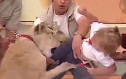 Video: Sư tử vồ em bé ngay trên sóng truyền hình Mexico