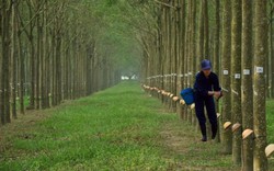 Lợi nhuận ngành cao su chủ yếu đến từ… gỗ