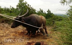 Trâu tấn công người ở Quảng Trị: Căm phẫn nhưng lại ứa nước mắt