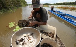 Ngắm những đặc sản miền sông nước đầu mùa nước nổi