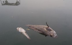 Cá chết ở Bái Tử Long: Dân kêu hàng tấn, chính quyền bảo vài tạ