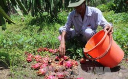 Khuyến cáo nông dân không trồng thanh long ồ ạt