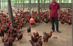 Kinh nghiệm nuôi gà Đông Tảo lai, lãi nửa tỷ đồng/năm