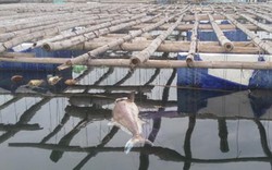 Cá chết bất thường ở Bái Tử Long, chính quyền nói gì?