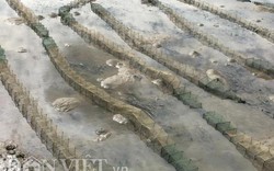 "Tử địa" của hải sản tầng đáy ở cảng cá Sa Huỳnh