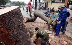 "Điểm mặt" những chi phí tiền tỉ cho việc tỉa hoa, cắt cỏ của Hà Nội