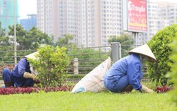 Từ 53 tỉ đồng cắt cỏ: Hà Nội có hơn 400 mức giá duy trì cây xanh thảm cỏ
