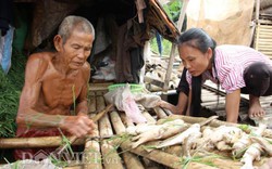 Thanh Hóa: Cá lồng chết trên sông Mã, nông dân sẽ được hỗ trợ