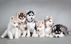Top 10 giống chó đẹp nhất thế giới