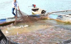 Quảng Bình: Người nuôi cá lồng bè "méo mặt" vì hiếm người mua