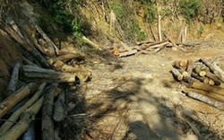 Yên Bái: Lâm tặc phá nát rừng nguyên sinh, kiểm lâm nói gì?