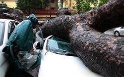 HN: Bão Thần Sét giật tung 100 gốc cây, làm bị thương 2 người