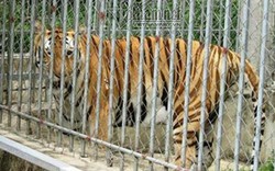 Nhập 9 con hổ, vợ trùm buôn hổ Nghệ An bảo tồn thế nào?