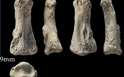 Tìm thấy xương “ngón tay thối” 9 vạn tuổi ở Ả Rập Saudi
