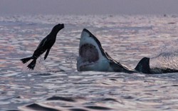 Hải cẩu “số nhọ” nhảy đúng vào hàm cá mập khổng lồ