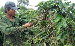 Tái canh cà phê: Nói hay, làm dở!