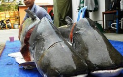 Cặp cá tra nặng gần 400kg “bơi” về Sài Gòn