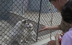 Vườn thú Triều Tiên trưng bày chủ yếu…chó