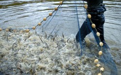 Hậu Formosa: Đã có thể nuôi trồng thủy sản?