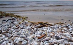 Bộ Y tế được báo cáo: Nhiều mẫu cá tại Hà Tĩnh nhiễm chất độc xyanua, phenol