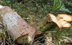 Quảng Nam: Công bố kết luận điều tra vụ phá rừng pơ mu