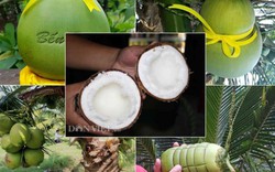 5 loại dừa siêu độc, lạ nhất đất Việt