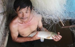 Nghệ An: Cá lồng chết hàng loạt do khí độc