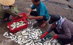 Vì sao khó khẳng định cá ở miền Trung “ăn được chưa”?
