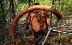Thâm nhập thế giới ngầm đào ngà voi ma mút đi bán ở Nga