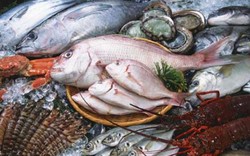 Khẩn cấp lấy mẫu gần 4.000 tấn hải sản tồn kho tại miền Trung