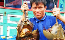 Độc đáo nghề lưới sam ở biển Quỳnh