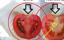 Cách nhận biết cà chua biến đổi gen