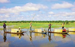 "Đã mắt" với thiên nhiên tuyệt sắc vào mùa nước nổi Đồng Tháp