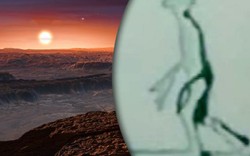 Người ngoài hành tinh cao 2,4 m từ Proxima B ‘đã đến thăm Trái đất’