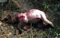 Phát hiện voi con chết trong Vườn quốc gia Yok Đôn