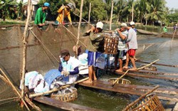 Tìm lại “ngai vàng”  cho cá tra Việt