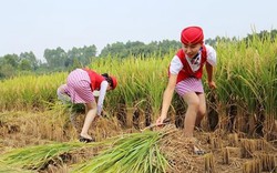 Nữ tiếp viên hàng không TQ đi giày cao gót gặt lúa