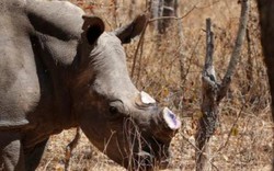 Zimbabwe chặt toàn bộ sừng tê giác để chống săn trộm