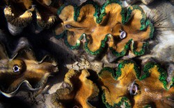Lý do dân TQ "cố sống cố chết" săn sò khổng lồ Biển Đông