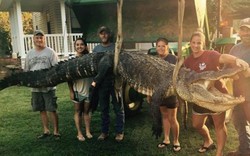 Mỹ: Nữ thợ săn bắt được cá sấu kỉ lục nặng 300kg