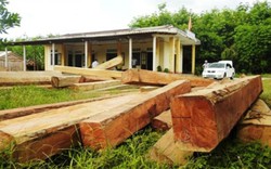 Khởi tố 2 vụ án phá rừng phòng hộ ở Quảng Trị