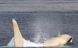 Cá voi sát thủ bạch tạng toàn thân cực hiếm xuất hiện