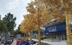 Ngắm hàng cây dát vàng ấn tượng trên phố Trung Quốc