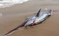 Cá kiếm khổng lồ 91kg dạt bờ biển nước Anh
