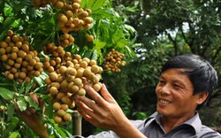 Trồng nhãn VietGap, nông dân Hưng Yên hết lo đầu ra