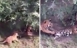 Du khách hoảng sợ chứng kiến 7 con hổ tấn công, cắn chết đồng loại
