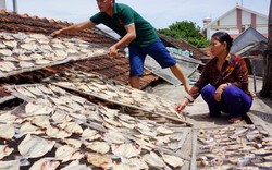 Thủy triều đỏ làm cá chết hàng loạt ở Thanh Hóa