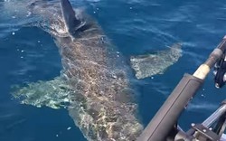 Úc: Cá mập trắng tấn công thuyền câu, cắn nát động cơ